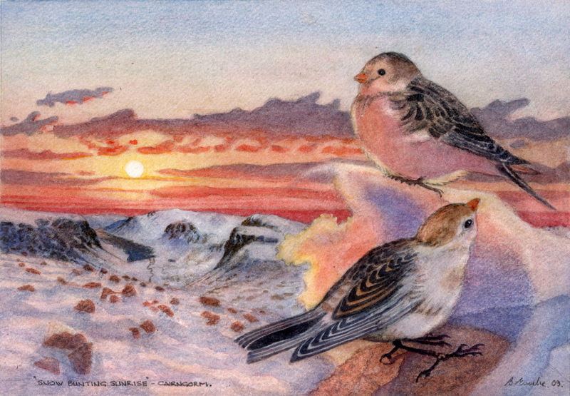 Snow Buntings
